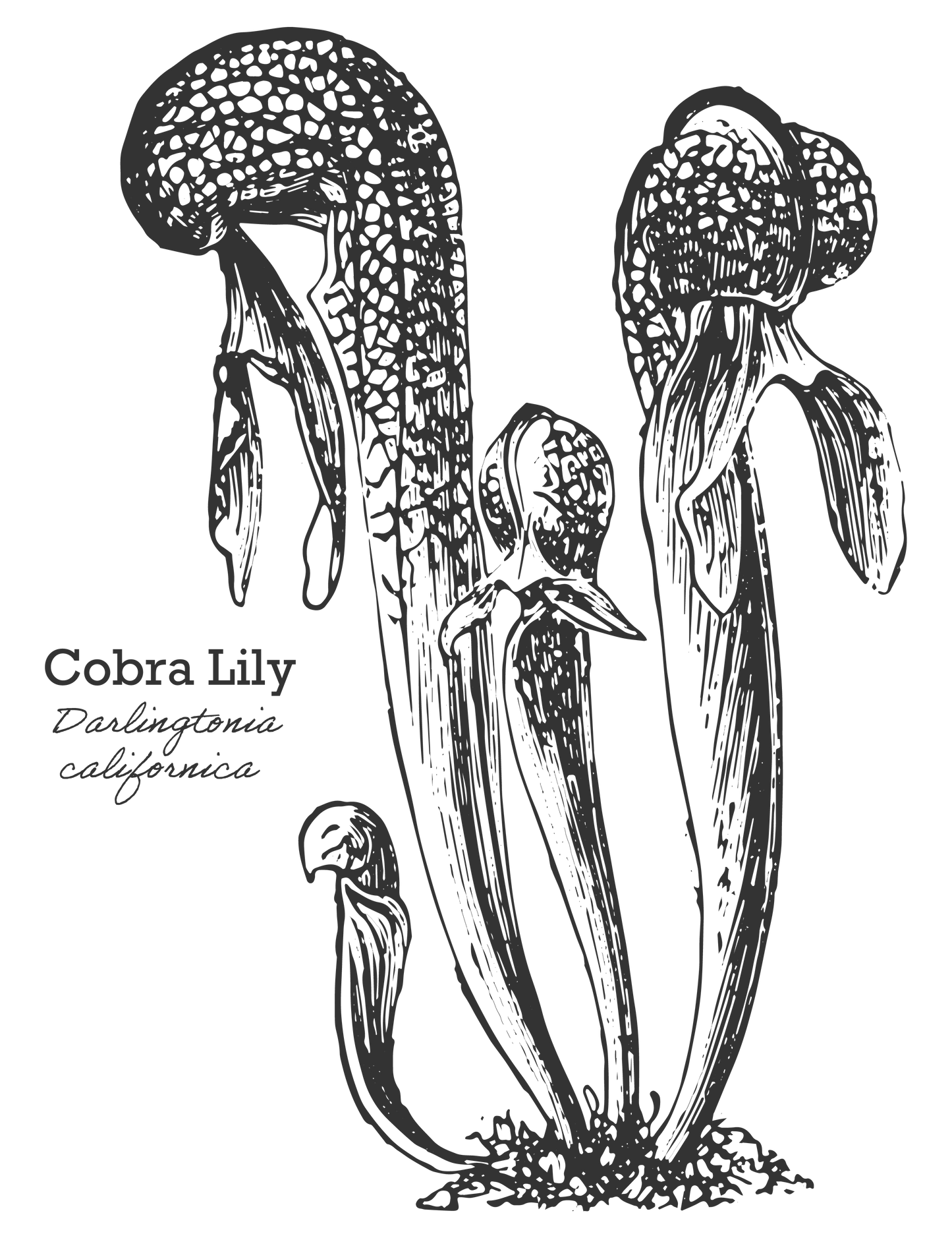 Cobra Lily Tee