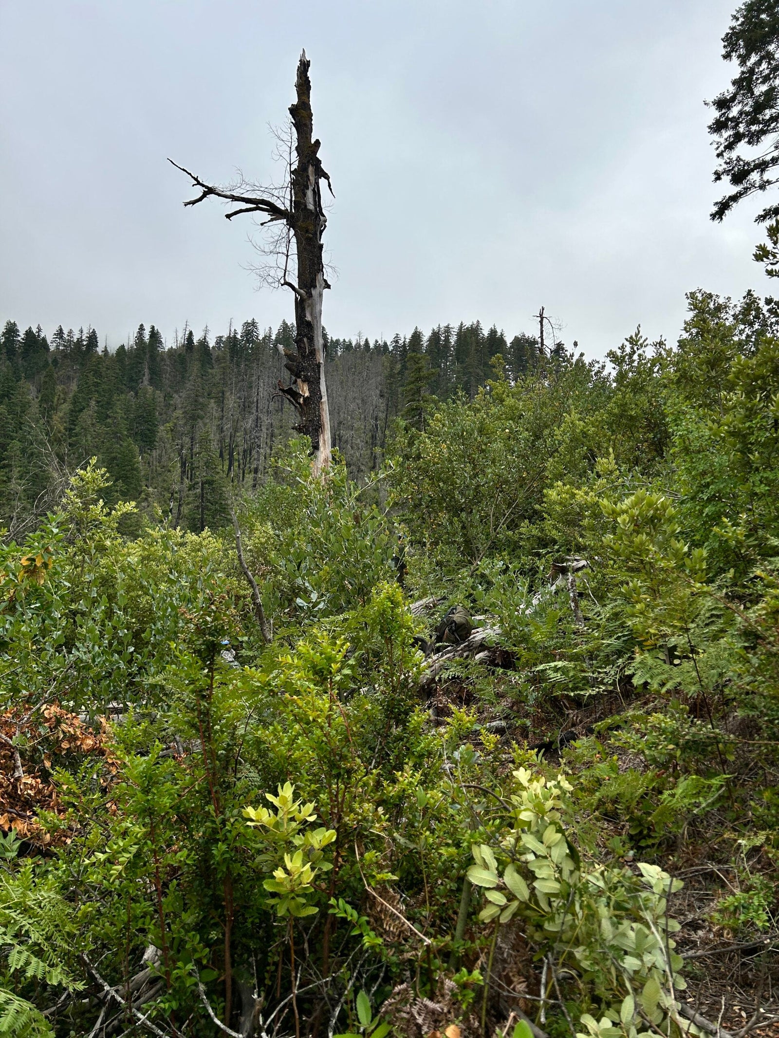 Collaborative Forest Landscape Restoration Program