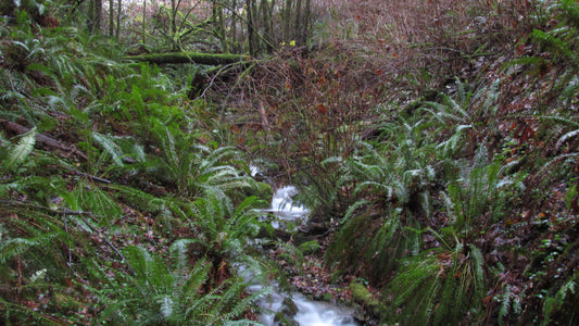 Hiking the River View Trail