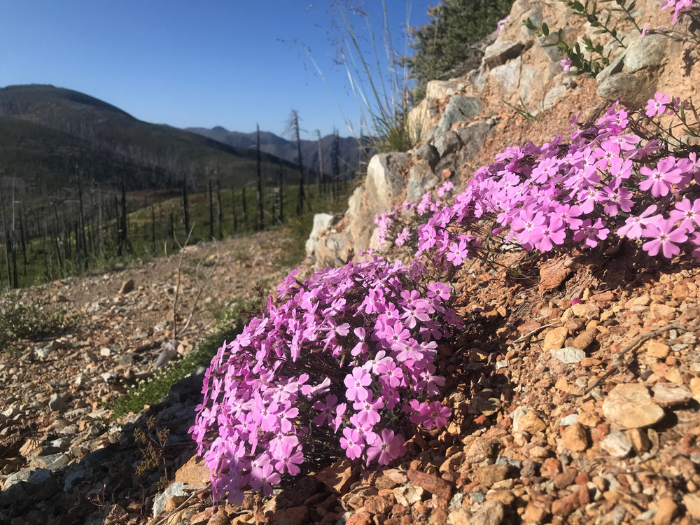 Originations: Kalmiopsis leachiana