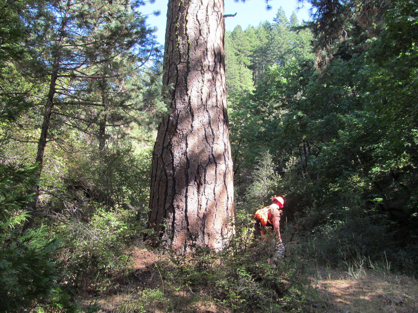 Trees