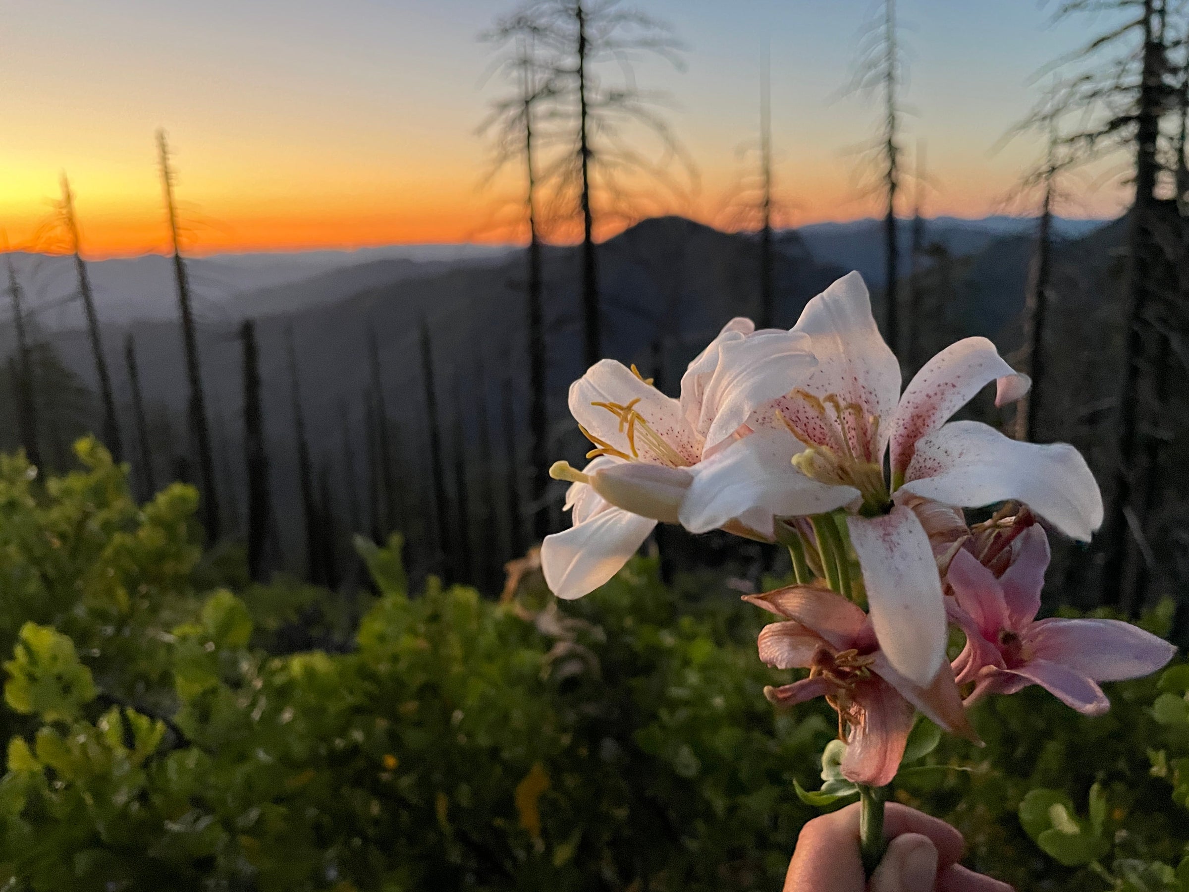 Wilderness Recreation Maps