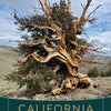 California Trees