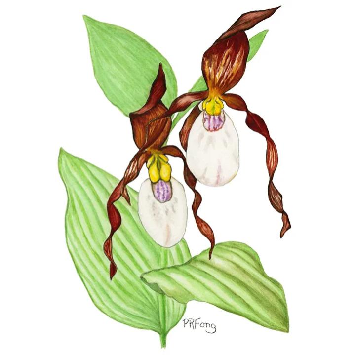 Paula Fong Greeting Cards