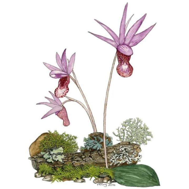 Paula Fong Greeting Cards