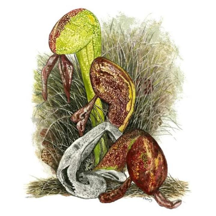 Paula Fong Greeting Cards