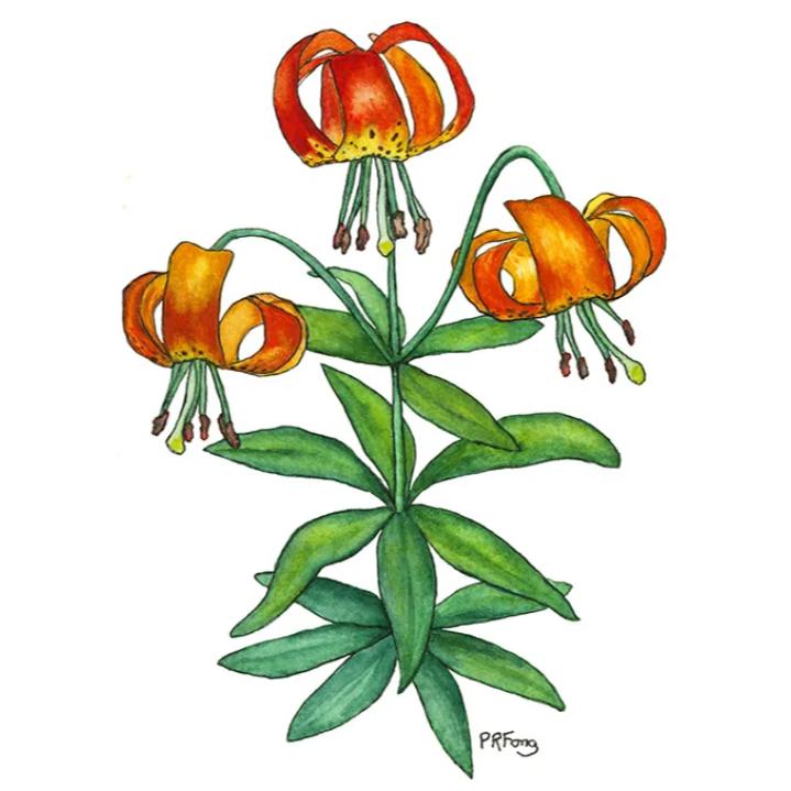 Paula Fong Greeting Cards