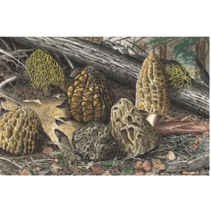 Paula Fong Greeting Cards