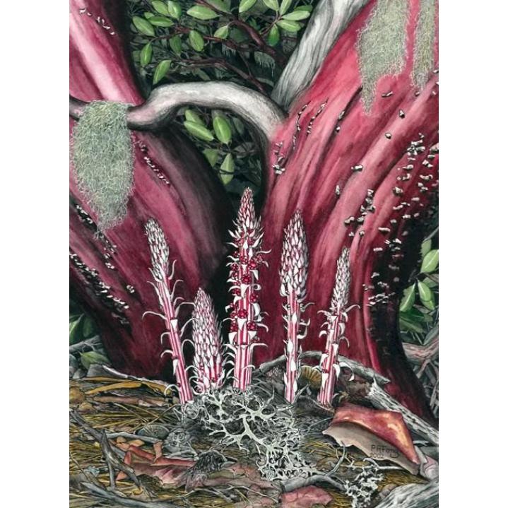 Paula Fong Greeting Cards