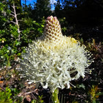 2024 Season Postcards